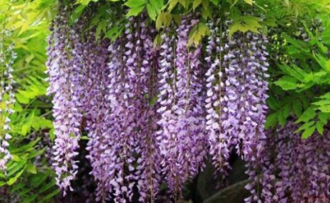 盆栽紫藤花，做好这几点，挂满串串花，美翻整个家