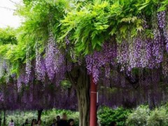怎样盆栽紫藤：做好这几点，挂满串串花，美翻整个家