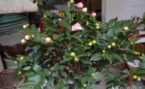 养茶花,一个浇水小细节,不掉叶、开花多、长得壮,一盆养多年