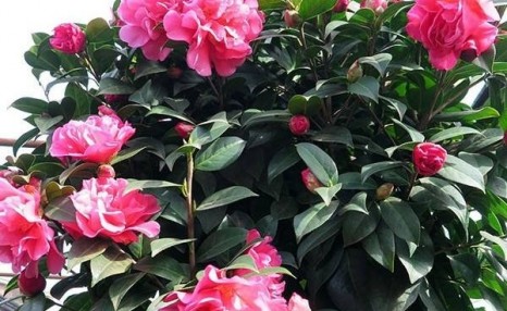 养茶花,一个浇水小细节,不掉叶、开花多、长得壮,一盆养多年