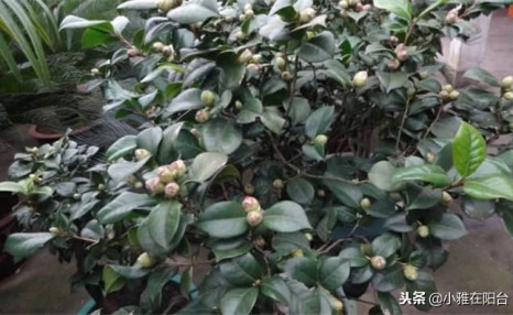 养茶花,一个浇水小细节,不掉叶、开花多、长得壮,一盆养多年