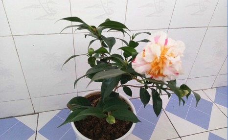养茶花,一个浇水小细节,不掉叶、开花多、长得壮,一盆养多年