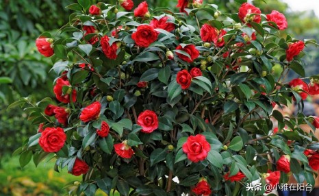 养茶花,一个浇水小细节,不掉叶、开花多、长得壮,一盆养多年