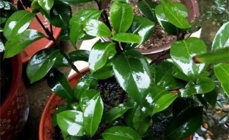 养茶花,一个浇水小细节,不掉叶、开花多、长得壮,一盆养多年