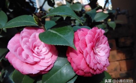 养茶花,一个浇水小细节,不掉叶、开花多、长得壮,一盆养多年