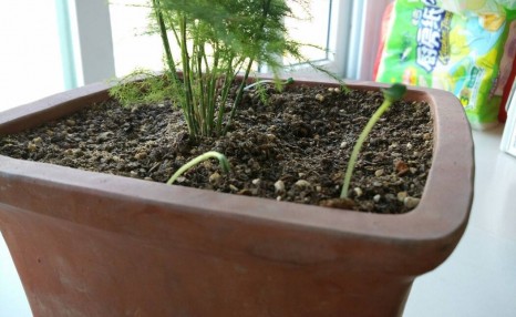 盆栽花卉植物种植方法年终大总结，千万不可错过