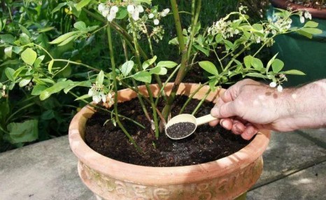 养护盆栽植物的10大技巧，新手学会后就很难养死花了