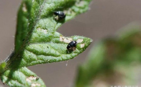 养护盆栽植物的10大技巧，新手学会后就很难养死花了