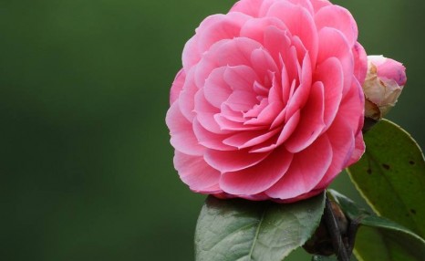 养茶花有诀窍,按照方法养,不担心掉蕾花期长