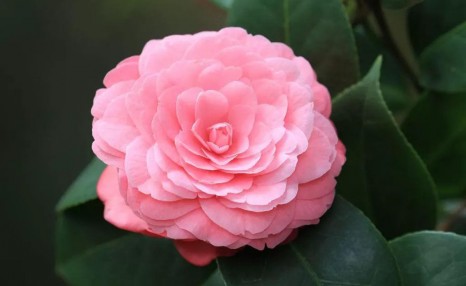 养茶花有诀窍,按照方法养,不担心掉蕾花期长