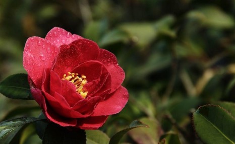 养茶花有诀窍,按照方法养,不担心掉蕾花期长