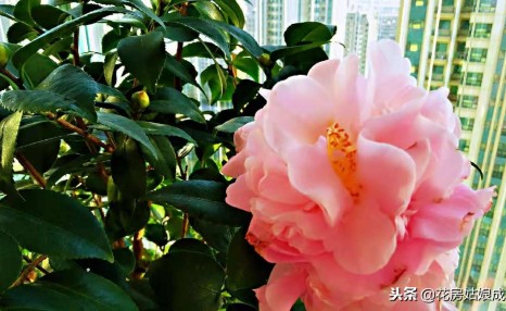 想让茶花早点开,就要做好这两点,否则花苞就会迟迟打不开!