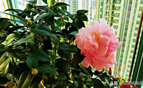 想让茶花早点开,就要做好这两点,否则花苞就会迟迟打不开!