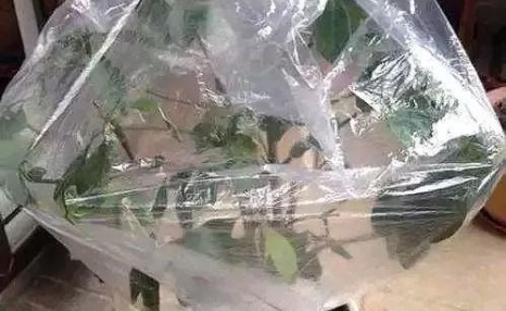 让茶花的花苞快速绽放,只需做好这4步,花开拳头大