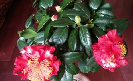让茶花的花苞快速绽放,只需做好这4步,花开拳头大