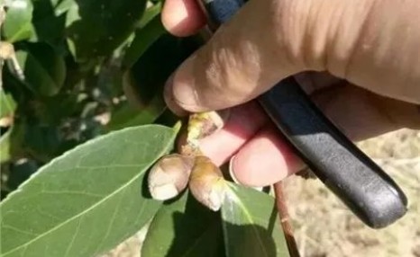 让茶花的花苞快速绽放,只需做好这4步,花开拳头大