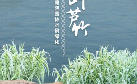 基金项目：花叶芦竹繁殖方法其种植<a href=https://www.dadasou.com/news/142649.html target=_blank class=infotextkey>技术</a>和规定