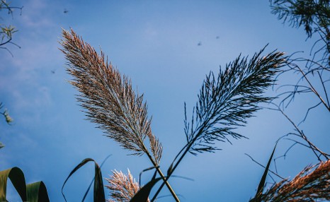 花叶芦竹在栽培中应注意的事项，都来看看吧