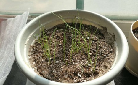 花盆种葱很简单，用1个技巧，一年四季郁郁葱葱，种阳台随吃随摘