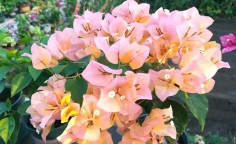 三角梅为什么光长叶子不开花?小花匠告诉你原因,以及解决办法