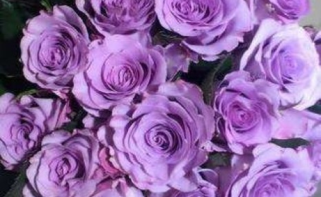 为什么情人节要送玫瑰花？鲜花产业的秘密了解一下？