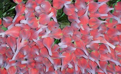 为什么情人节要送玫瑰花?鲜花产业的秘密了解一下?