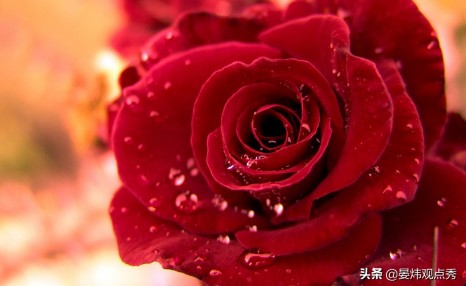 为什么情人节要送玫瑰花?鲜花产业的秘密了解一下?