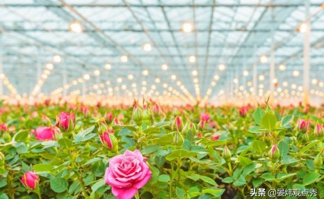 为什么情人节要送玫瑰花?鲜花产业的秘密了解一下?