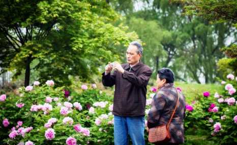 牡丹是几月份开花？最美的牡丹开花季节不要错过！