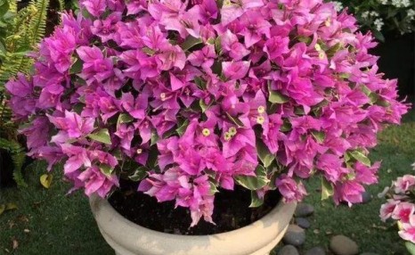 老花匠养三角梅,春天做好“4件事”,5月满树开花