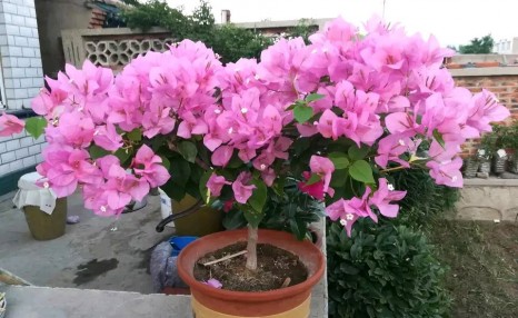 老花匠养三角梅,春天做好“4件事”,5月满树开花