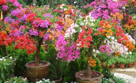 老花匠养三角梅,春天做好“4件事”,5月满树开花