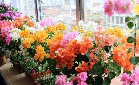 老花匠养三角梅,春天做好“4件事”,5月满树开花