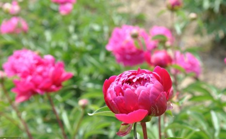 芍药花期什么时候开