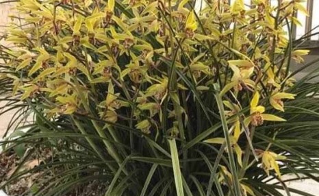养兰花,做好“3步”,每年都开花,一次开60朵,花儿特别芳香