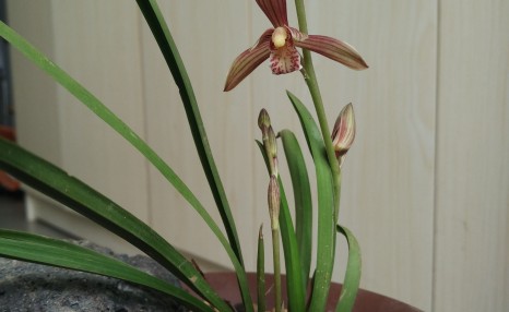 养兰花,做好“3步”,每年都开花,一次开60朵,花儿特别芳香