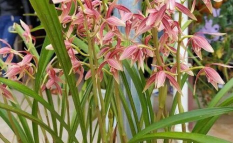 养兰花,做好“3步”,每年都开花,一次开60朵,花儿特别芳香