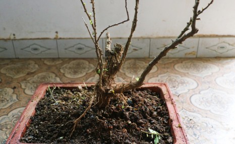 怎样给盆景枸杞老桩翻盆？做好6步工作，服盆快，不影响开花结果