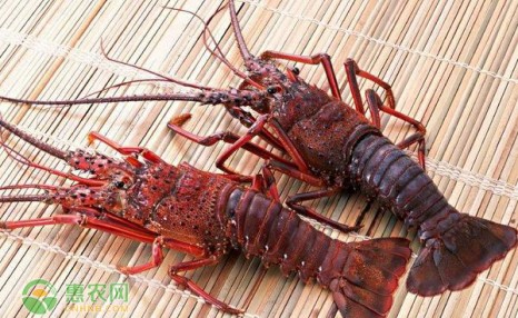 2020澳洲龙虾多少钱一斤？有哪些挑选技巧？