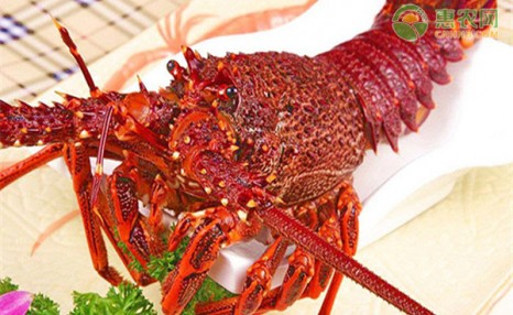 2020澳洲龙虾多少钱一斤？有哪些挑选技巧？