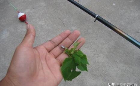 草鱼的两种靠谱钓法,学会了,上鱼不是一般的快!