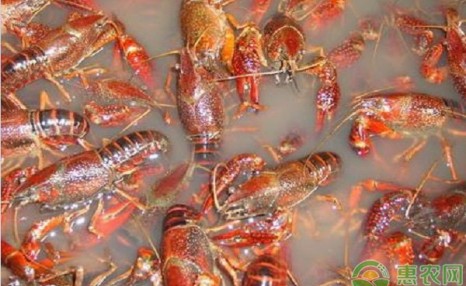 小龙虾高产养殖方法技术