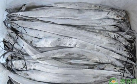 带鱼批发价格多少钱一斤?不同带鱼品种的价格介绍
