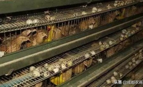 鹌鹑养殖其实很简单,几步就搞定!