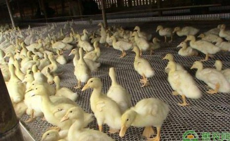 肉鸭要想养得好,这5个方法和技巧<a href=https://www.dadasou.com/ny/yangzhi/ target=_blank class=infotextkey>养殖</a>户须知!