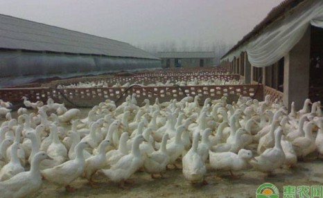 肉鸭要想养得好,这5个方法和技巧养殖户须知!