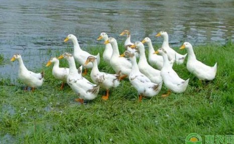 肉鸭要想养得好,这5个方法和技巧养殖户须知!