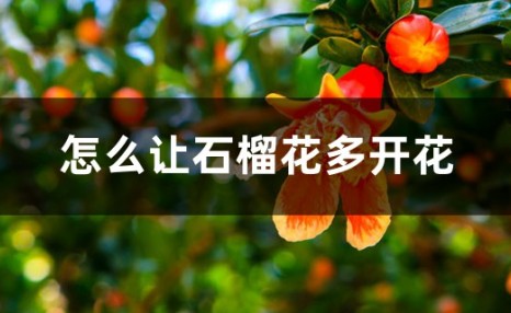 怎么让石榴花多开花 怎么让石榴花多开花