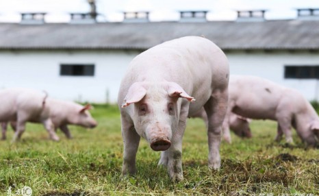 养猪人新手想建设猪场，这7件事情要注意，否则会亏死农民朋友