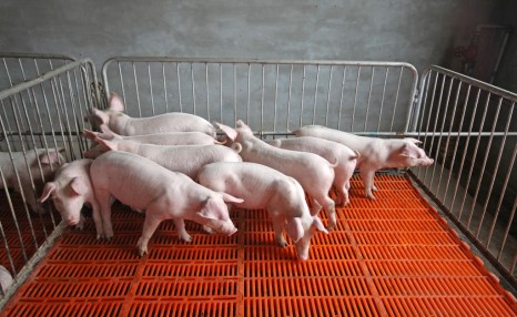 建设一个年产5000头的猪场，需要多大地方，需要多少钱？